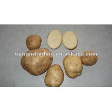 Shandong fábrica de precios de patatas frescas